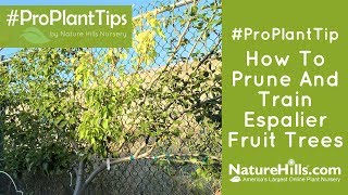 How to Prune and Train Espalier Fruit Trees  NatureHillscom [upl. by Jackquelin]