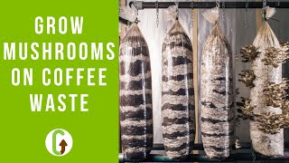 How To Grow Mushrooms On Coffee Grounds Step By Step  GroCycle [upl. by Atnauq]