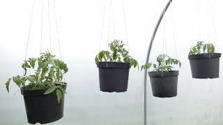 How To Grow Tomatoes On A Windowsill Part 2 Repotting And Feeding [upl. by Atihana492]