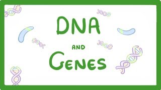 GCSE Biology  DNA Part 1  Genes and the Genome 63 [upl. by Naed324]