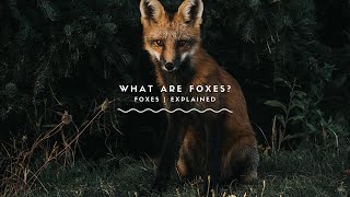 What Are Foxes Everything Youve Ever Wanted To Know About Foxes [upl. by Alyag]