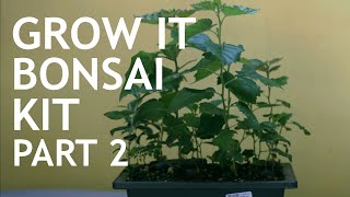 Grow It Bonsai Kit 6 12months Part 2 [upl. by Ayotan]