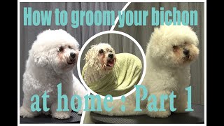 How to groom your bichon at home Part 1 the prep work [upl. by Dobbins935]