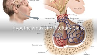 Hypothalamus and Pituitary Gland [upl. by Ambros]