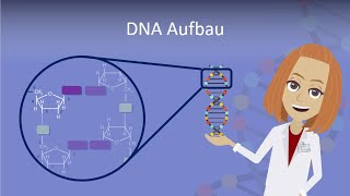 DNA Aufbau leicht erklärt [upl. by Eimmat569]