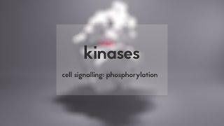 Cell signalling kinases amp phosphorylation [upl. by Kim]