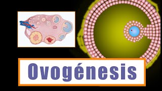 Ovogénesis y Desarrollo folicular ¿Cómo se forman los ovocitos [upl. by Inol814]