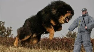 Top 25 Most Dangerous Dog Breeds in the World [upl. by Strickman475]