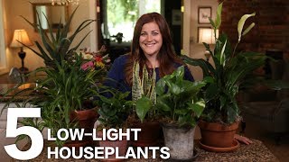 5 LowLight Houseplants 🌿  Garden Answer [upl. by Resee]