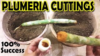 HOW TO GROW PLUMERIA FROM CUTTINGS  PLUMERIA PROPAGATION  Sprouting Seeds [upl. by Edgerton]