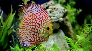 Top 7 Ideas for Your 75 Gallon Aquarium [upl. by Ihel]