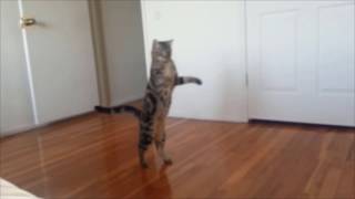 Cats who walk on two legs A compilation [upl. by Nivloc239]