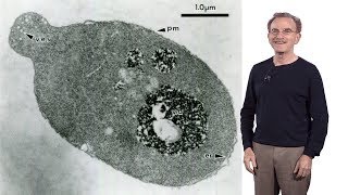 Randy Schekman HHMI amp UCB 1 Secretory Pathway How cells package amp traffic proteins for export [upl. by Parke478]