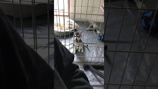 Adorable Alaskan Klee Kai howling [upl. by Lehte]