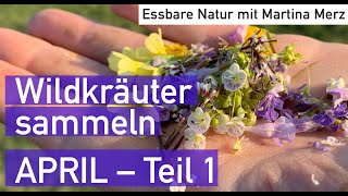 Essbare Wildkräuter erkennen amp sammeln im April 1 [upl. by Giustina885]