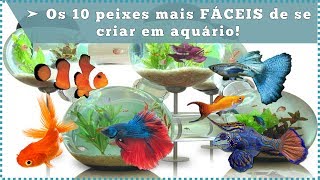 Os 10 peixes mais FÁCEIS de se criar em aquário [upl. by Amalia]