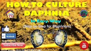 HOW TO CULTURE DAPHNIA In Easy Way [upl. by Nosreme]