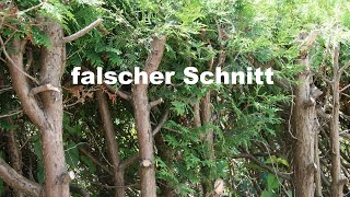 Koniferenschnitt Thuja Zypresse Nadelbaum schneiden [upl. by Egoreg]