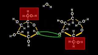 Chemistry Tutorial on Chemical Reactions How Plants Make Cellulose [upl. by Anjanette]