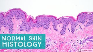 Normal Skin Histology  Explained by a Dermatopathologist [upl. by Anonyw]