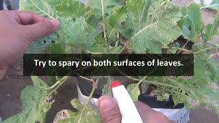 This is EXACTLY How to Use Neem Oil for Plants [upl. by Ress]