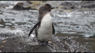 Meet the Galápagos Penguin  Lindblad ExpeditionsNational Geographic [upl. by Haraj739]