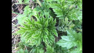 Young Giant Hogweed Identification Heracleum mantegazzianum [upl. by Blau881]