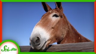 Why Are Mules Sterile [upl. by Ennovahs]