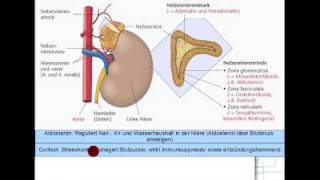 ACTH Cortisol Androgene Aldosteron 58 [upl. by Etteloc265]