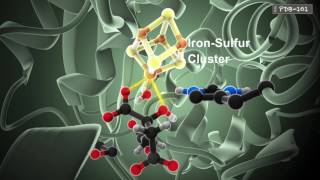 How Enzymes Work from PDB101 [upl. by Hamlet848]