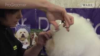 Grooming Guide  Bichon Frisé Show or Competition Trim  Pro Groomer [upl. by Rellek]