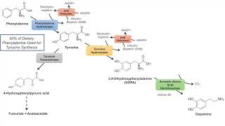 Catecholamine Biosynthesis Pathway [upl. by Idola]