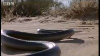 How snakes move amp run  Serpent  BBC Animals [upl. by Gelasias]