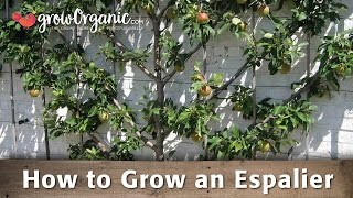 How to Grow an Espalier [upl. by Enawtna]