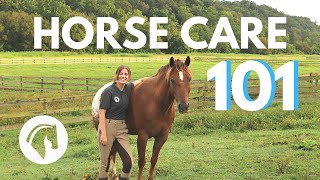 HOW TO CARE FOR A HORSE Complete Guide [upl. by Hudis]