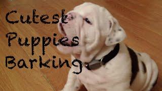 Cutest Puppies Barking Compilation [upl. by Dupuis253]