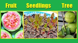 How To Grow Guava Tree From Seeds Faster Easy Tips [upl. by Kerr991]