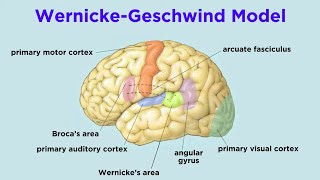 The Brain and Language [upl. by Olegnaleahcim]