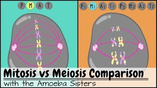 Cell Division Meiosis Explained [upl. by Nor]