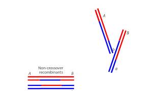 Homologous Recombination [upl. by Ahsika43]