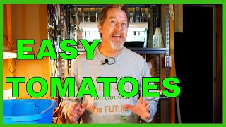 How to Start Tomatoes from Seed Indoors Complete Guide [upl. by Cyrille824]