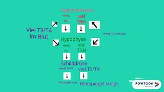 Der Regelkreis  Hypothalamus Hypophyse Schilddrüse  Erklärvideo [upl. by Alvar954]