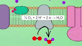 Respiration et Fermentation [upl. by Johns905]